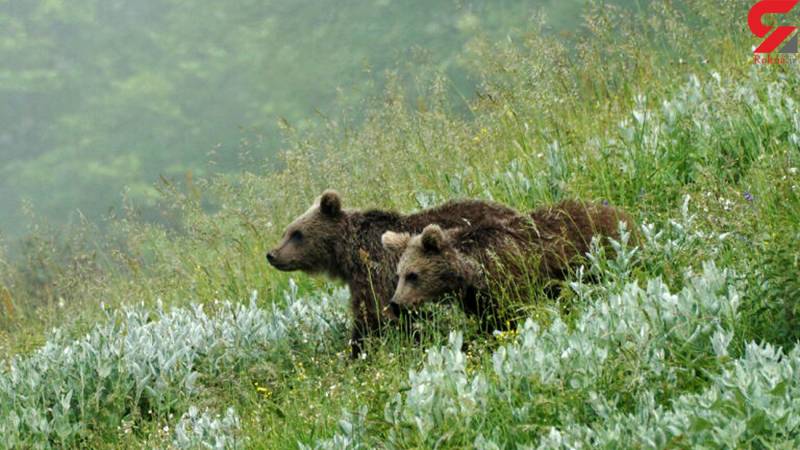 جزییات حمله خونین خرس وحشی به 2 زن و 1مرد